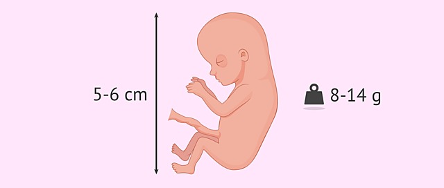 Decima segunda semana