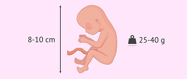 Decima cuarta semana