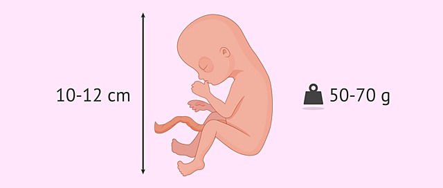 Decima quinta semana