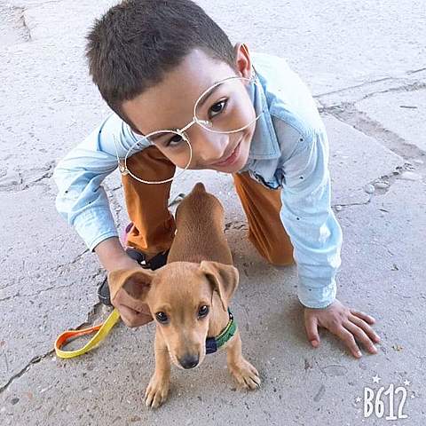 Mi primer perro