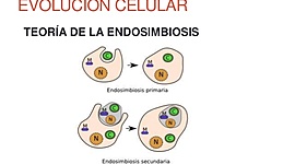 Timeline: Evolución Celular