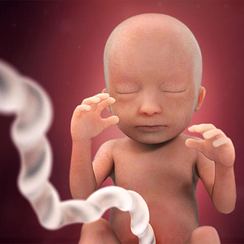 Decima octava semana