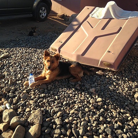 Primer mascota Laika