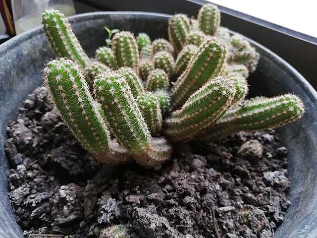 Cactus día 14