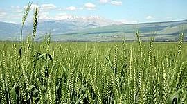 Timeline: REVOLUCIÓN VERDE