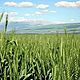 270px wheat hahula israel2