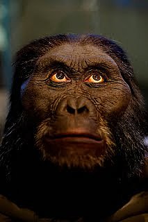 Australopithecus afarensis.
