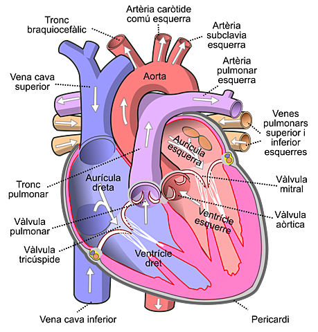 La circulacio de la sang