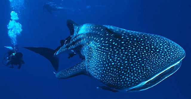 La explotación de los recursos marítimos