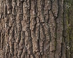 EL PAPEL HIGIÉNICO DE LOS MAYAS