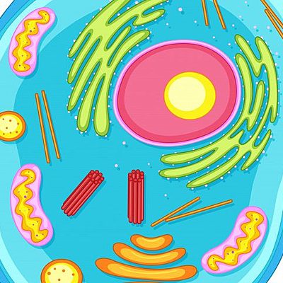 Timeline: Teoría celular