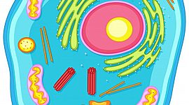 Timeline: Teoría celular