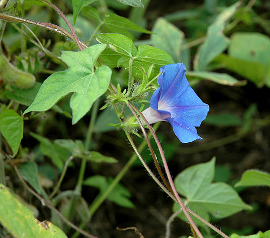 Identificación de la melatonina endógena en plantas superiores