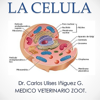 Timeline: Teoria Celular