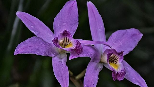 El estudio de la célula