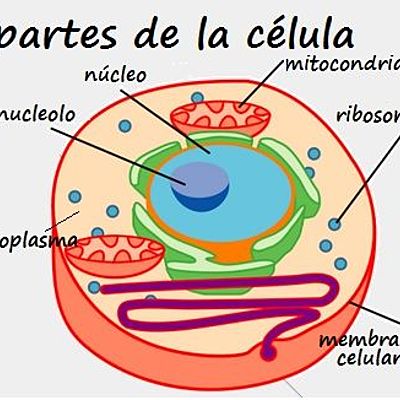 Timeline: Teoría Celular