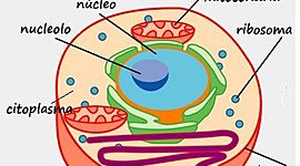 Timeline: Teoría Celular