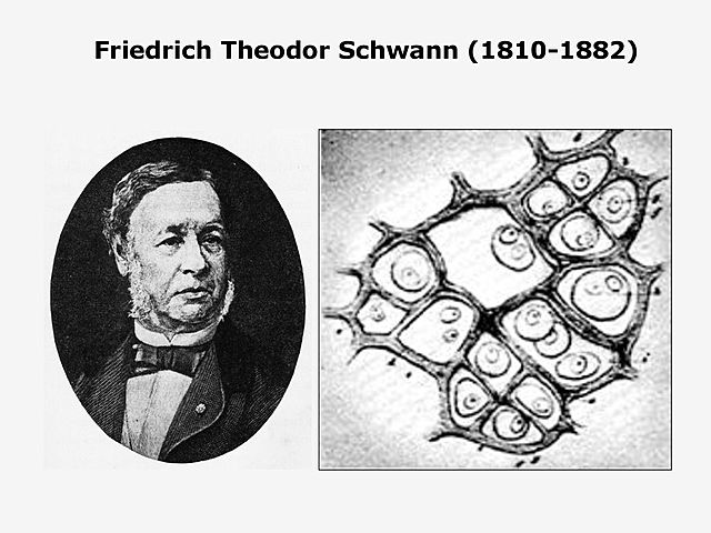 Friedrich Schwann