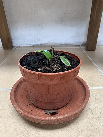 Ecología y Salud Ambiental.