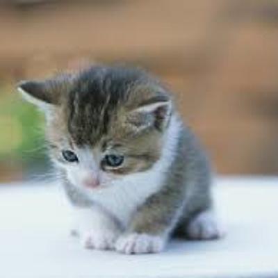 Timeline: las computadoras