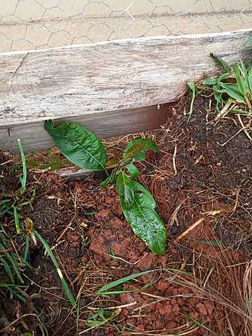 CUARTA SEMANA DE MI PLANTA