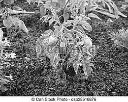 John Wilson Can't Grow Tomatoes