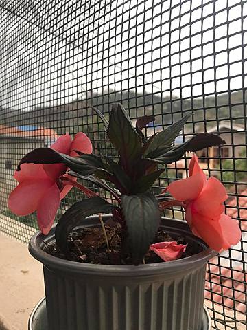 Cronología de la planta  - semana 3