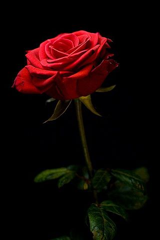 A Red Rose