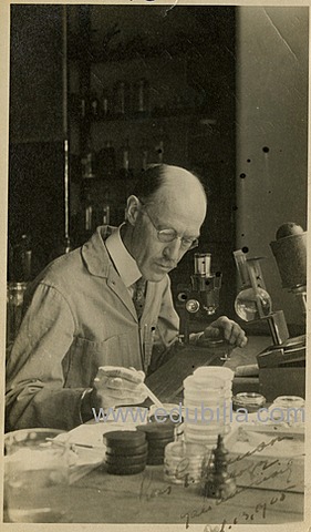 Cultivo de tejidos in vitro