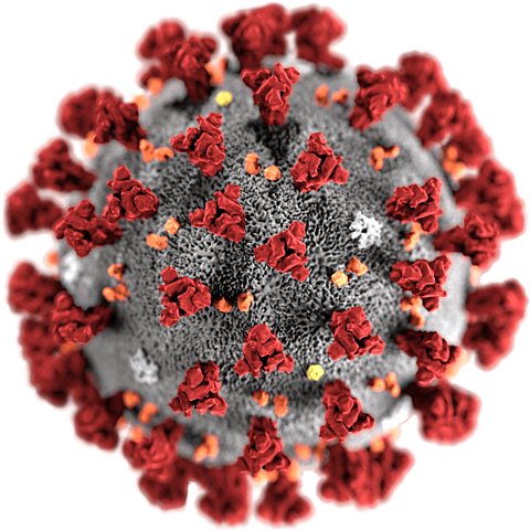 Coronavirus
