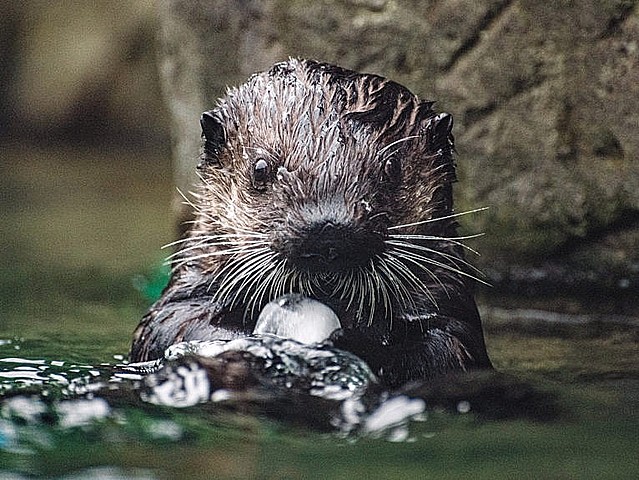 Mejora en habilidades de nado
