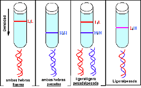 Experimento de Meselson y Stahl
