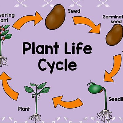 Timeline: Plant life cycle
