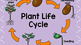 Timeline: Plant life cycle