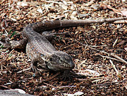 Puentes continentales.