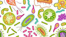 Timeline: Teoría Celular