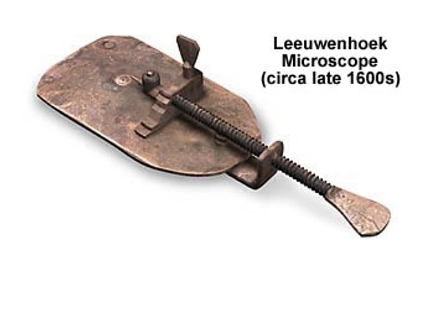 Bacteria Through Microscope