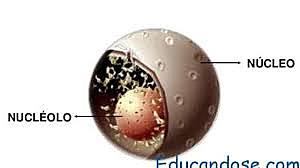 Nucléolo