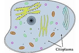 Citoplasma
