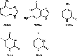 nucleotide