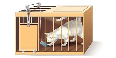 Aportes de Edward Thorndike al conductismo