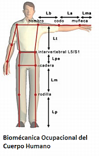 Dominio de la Ergonomía