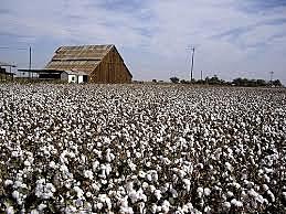 Cotton industry in American