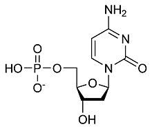 struttura dei nucleotidi