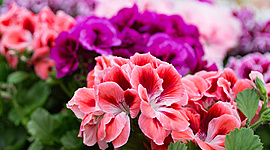 Timeline: Cruzamiento De Geranios