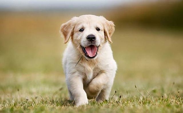 Em van regalar un gos