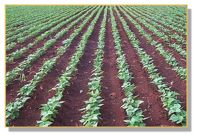 Sección de Investigación Industrial y Agrícola.