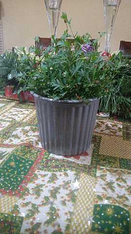 Línea de tiempo de la flor lila