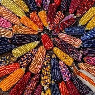 Timeline: La evolución del hombre y su alimentación.