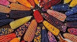 Timeline: La evolución del hombre y su alimentación.